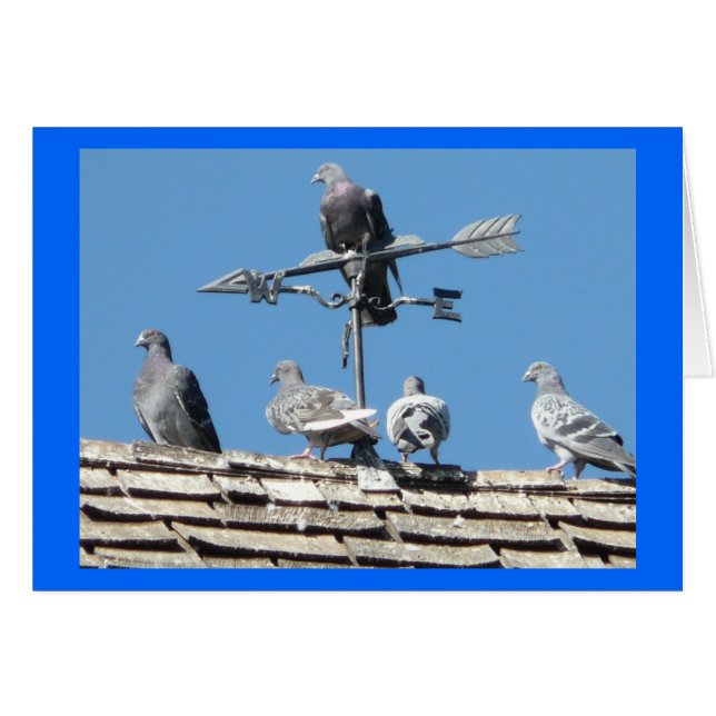 pigeons (Front Horizontal)