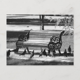 Pigeons at Empty Park Bench Postcard