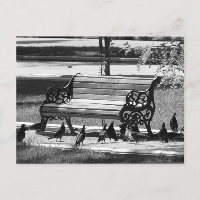 Pigeons at Empty Park Bench Postcard (Front)