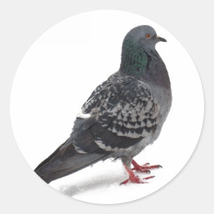 Pigeons Classic Round Sticker