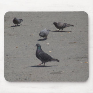Pigeons feeding on mouse mat