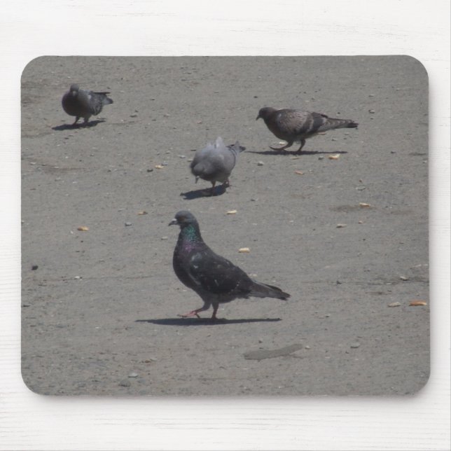 Pigeons feeding on mouse mat (Front)