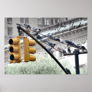 Pigeons in New York Poster