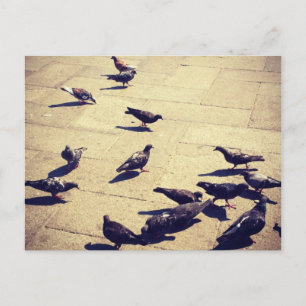 Pigeons in Venice Postcard