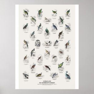 Pigeons - Naturalist's Library Poster