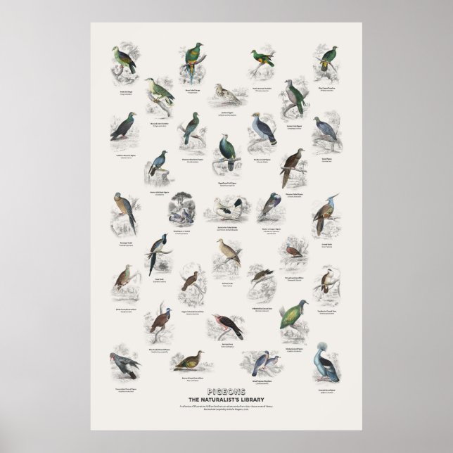 Pigeons - Naturalist's Library Poster (Front)