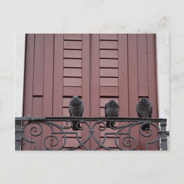Pigeons on a balcony postcard (Front)