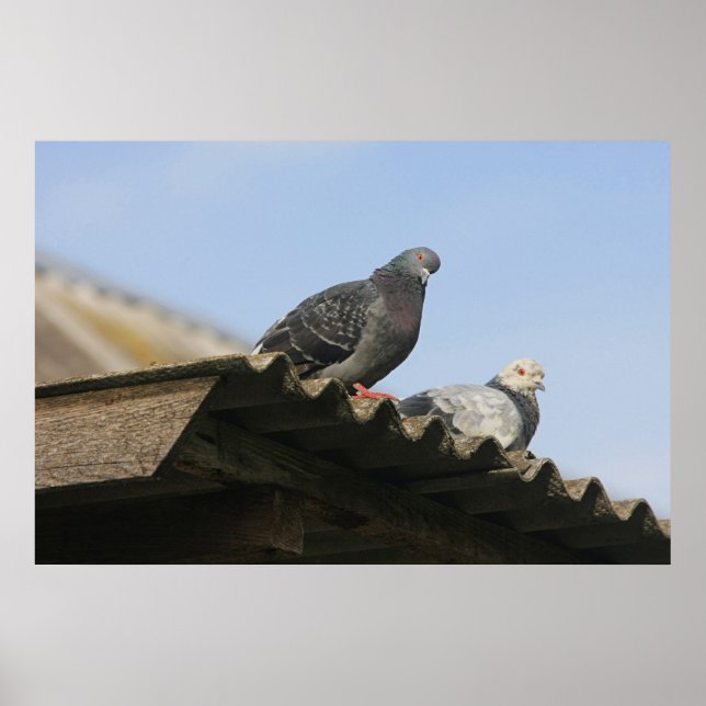Pigeons on the roof. poster (Front)