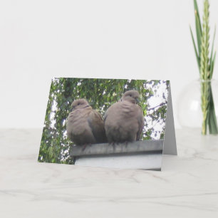 Pigeons postcard