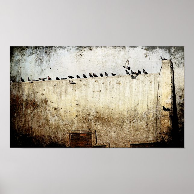 Pigeons Poster (Front)