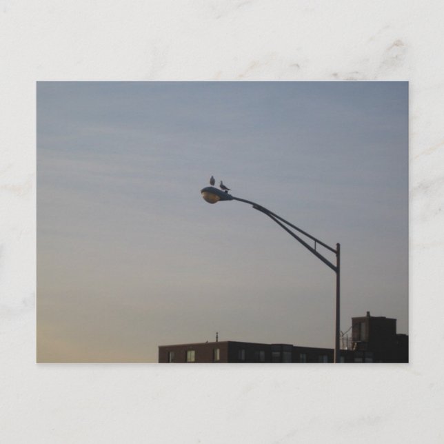 pigeons watching sunrise postcard (Front)