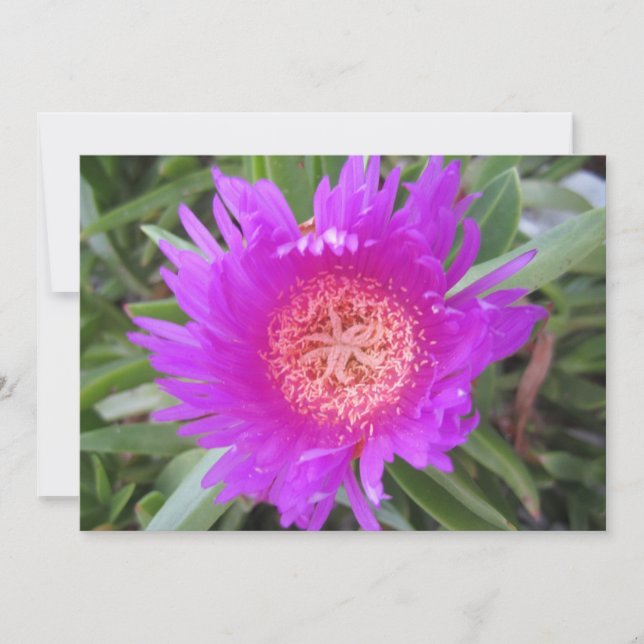 Pigface Flat Holiday Card (Front)