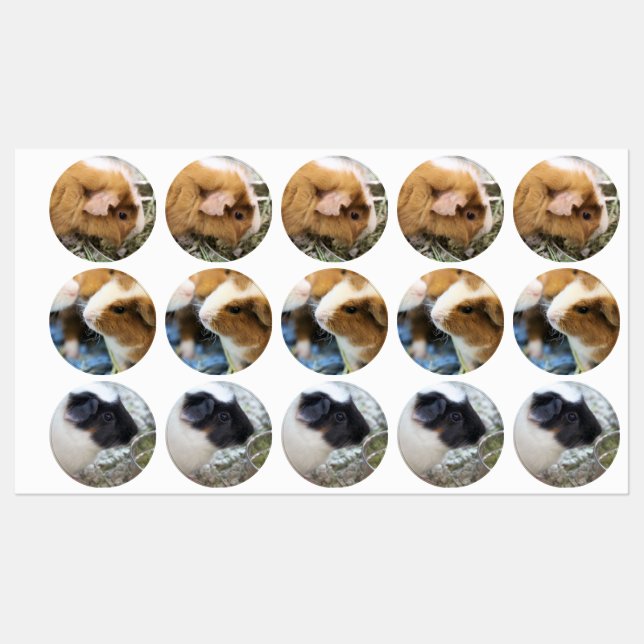 Piggy  (Sheet)
