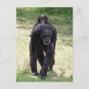 Piggy Back Mum Postcard