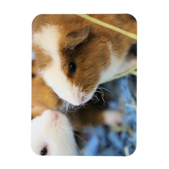 Piggy Magnet (Vertical)