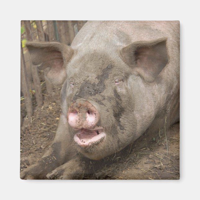Piggy Magnet (Front)