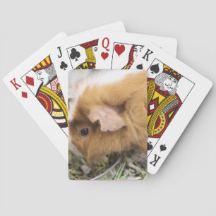Piggy playing cards
