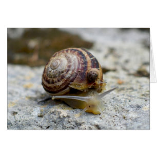 Piggyback Snail Ride