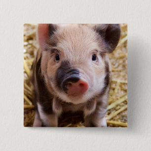 Piglet 15 Cm Square Badge