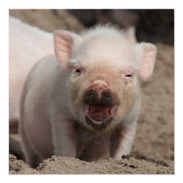 Piglet_2014_1101 Poster (Front)