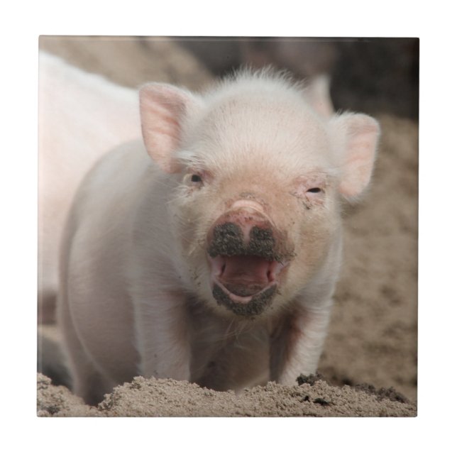 Piglet_2014_1101 Tile (Front)