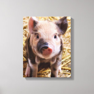 Piglet Canvas Print