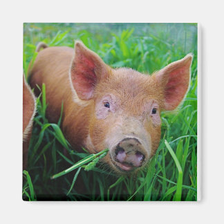 piglet chewing grass magnet