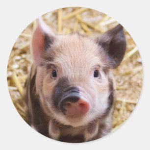 Piglet Classic Round Sticker