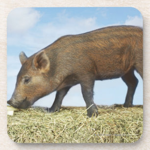 Piglet Eating Coaster