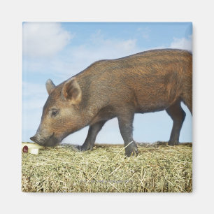 Piglet Eating Magnet