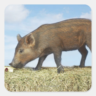 Piglet Eating Square Sticker