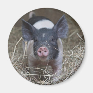 Piglet in Straw Magnet