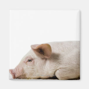 Piglet Lying Down Profile Magnet