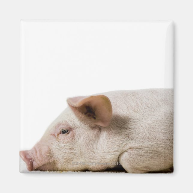 Piglet Lying Down Profile Magnet (Front)