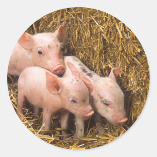 Piglets Classic Round Sticker