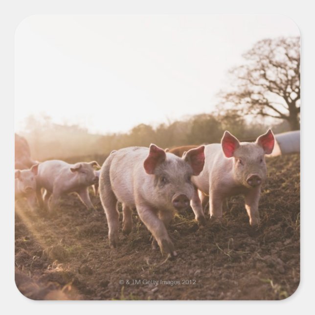 Piglets in Barnyard Square Sticker (Front)