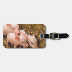 Piglets Luggage Tag