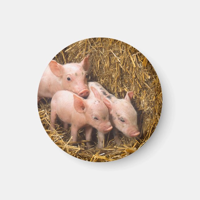 Piglets Magnet (Front)