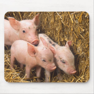 Piglets Mouse Mat