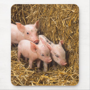 Piglets Mouse Mat