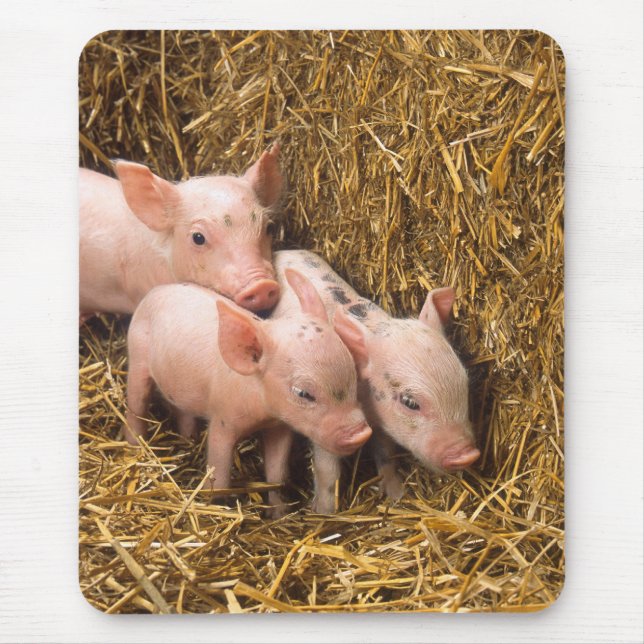 Piglets Mouse Mat (Front)