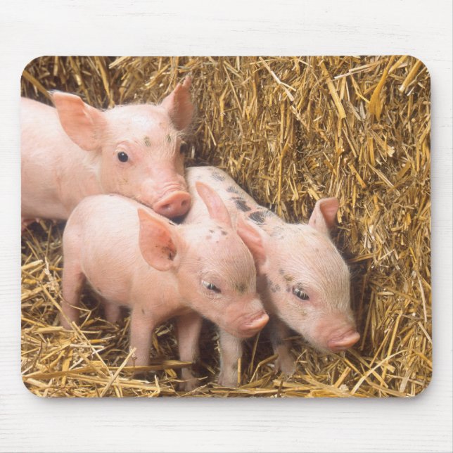 Piglets Mouse Mat (Front)
