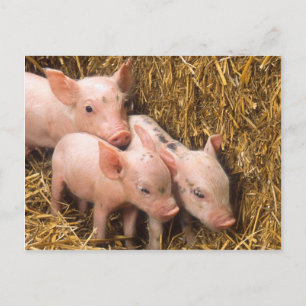 Piglets Postcard