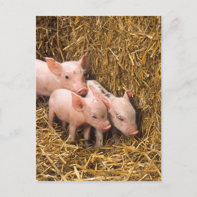 Piglets Postcard (Front)