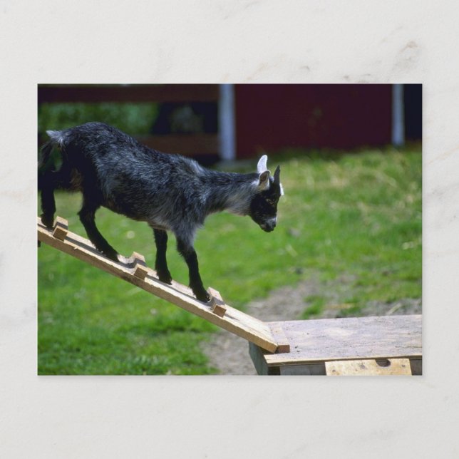 Pigmy Goat Postcard (Front)