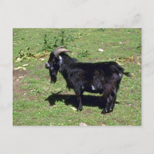 Pigmy Goat Postcard