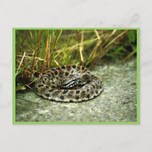 Pigmy Rattlesnake Postcard