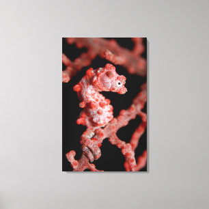 Pigmy Seahorse in Sea Fan Canvas Print