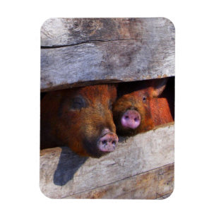 PigPen Pair Peeking Piggies Magnet