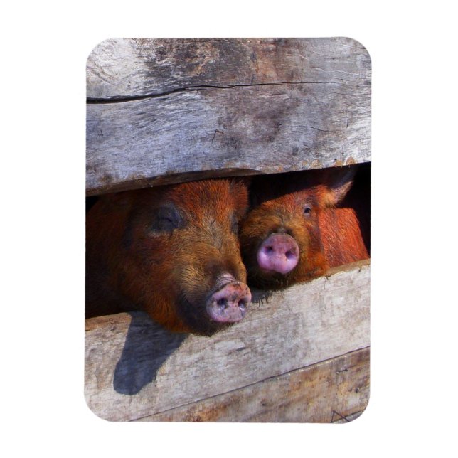 PigPen Pair Peeking Piggies Magnet (Vertical)